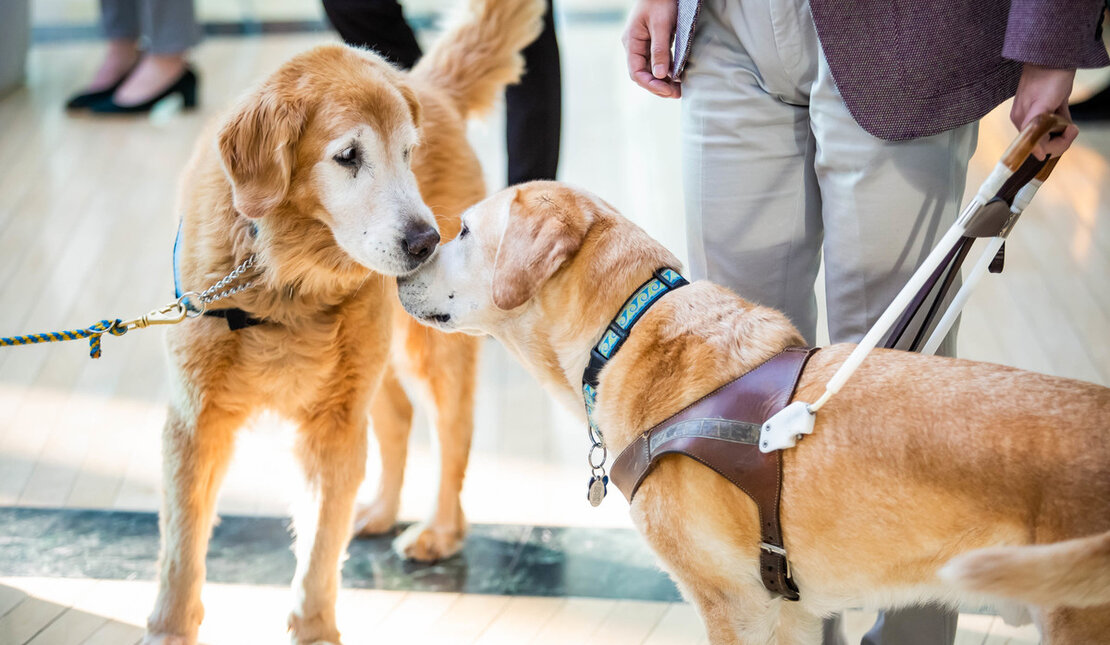 Guide dog shop leash