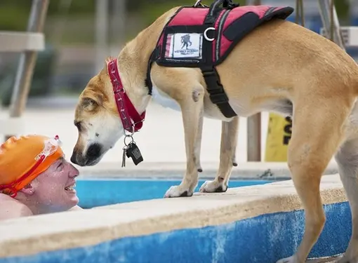 Person with disability and service dog at the pool